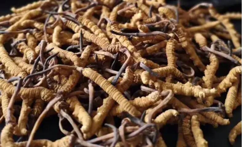 新鮮冬蟲夏草怎么保存，鮮草怎么吃？