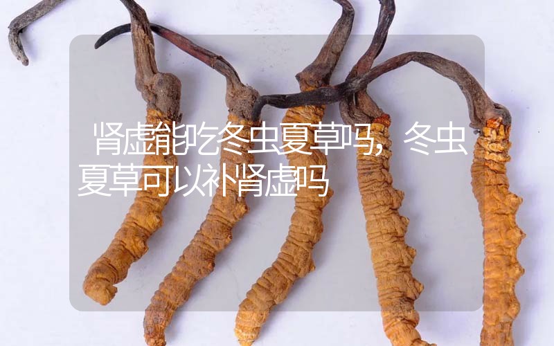 腎虛能吃冬蟲夏草嗎，冬蟲夏草可以補腎虛嗎？