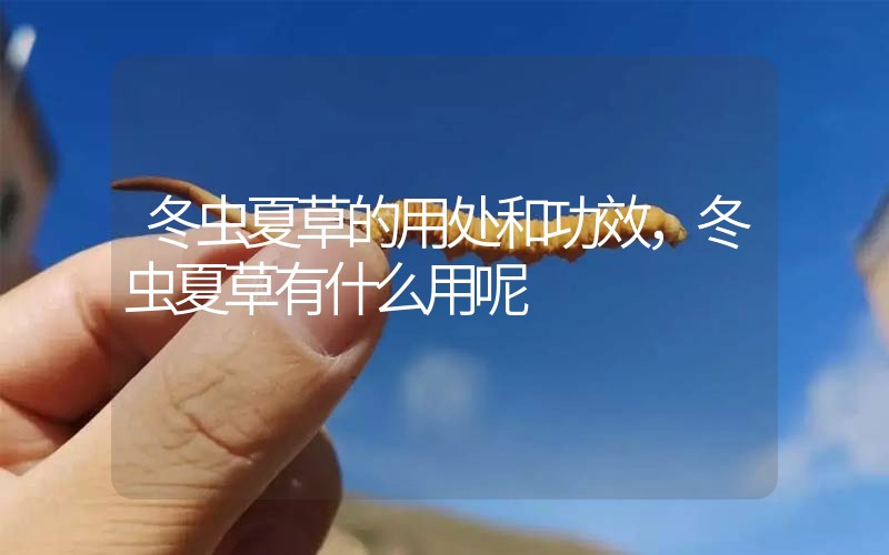 冬蟲(chóng)夏草的用處和用法，冬蟲(chóng)夏草有什么用呢