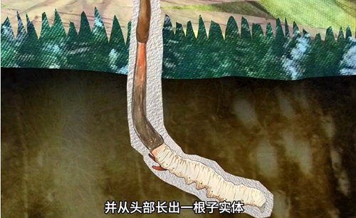 冬蟲夏草到底是蟲還是草？你猜到了嗎？