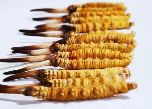 如何判斷冬蟲夏草是否已經過期了呢