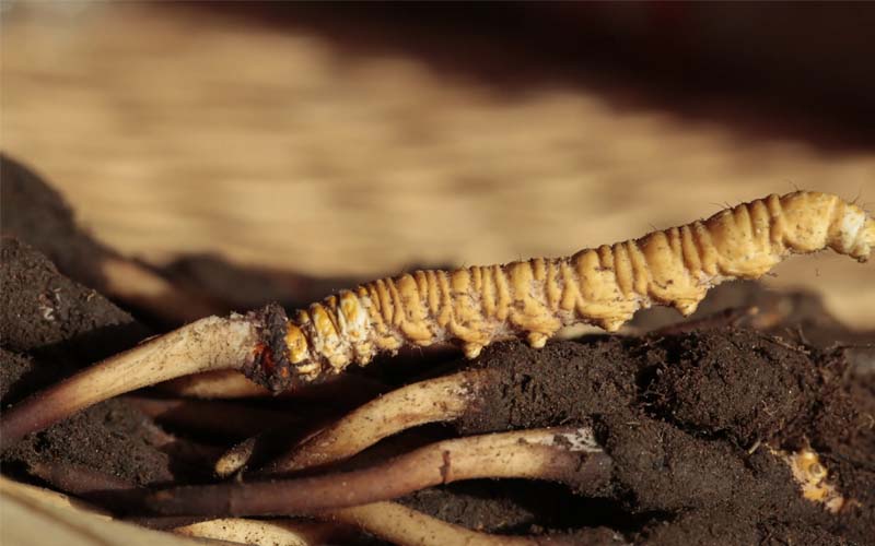什么是人工冬蟲夏草？人工蟲草和野生蟲草的區(qū)別，如何分辨？