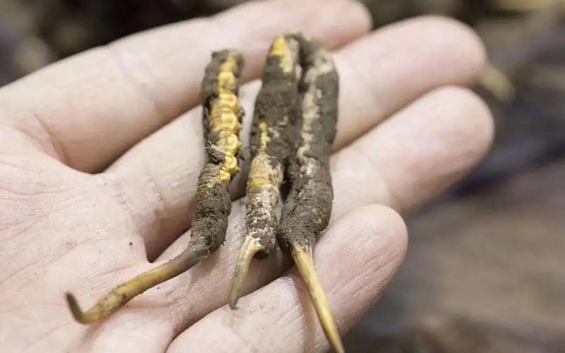 西藏那曲冬蟲夏草批發價格?那曲蟲草批發價多少錢一斤？