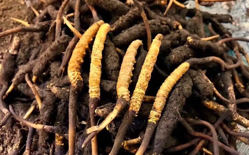 冬蟲夏草淘寶批發價格多少錢?