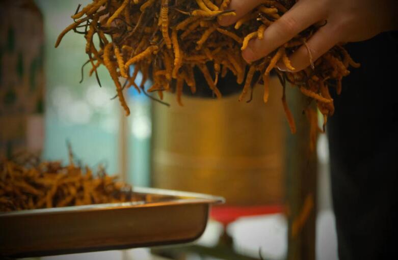 冬蟲夏草有什么作用?和大小、斷草有關系嗎?