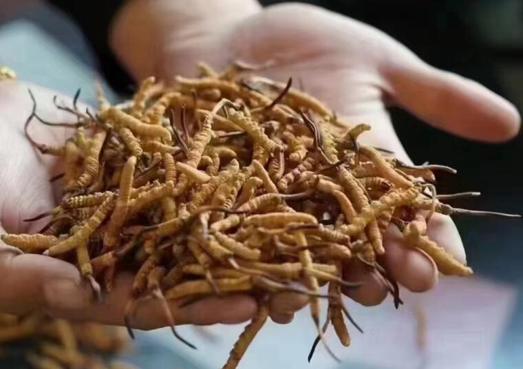 冬蟲(chóng)夏草成分有哪些?新鮮冬蟲(chóng)夏草哪里好？