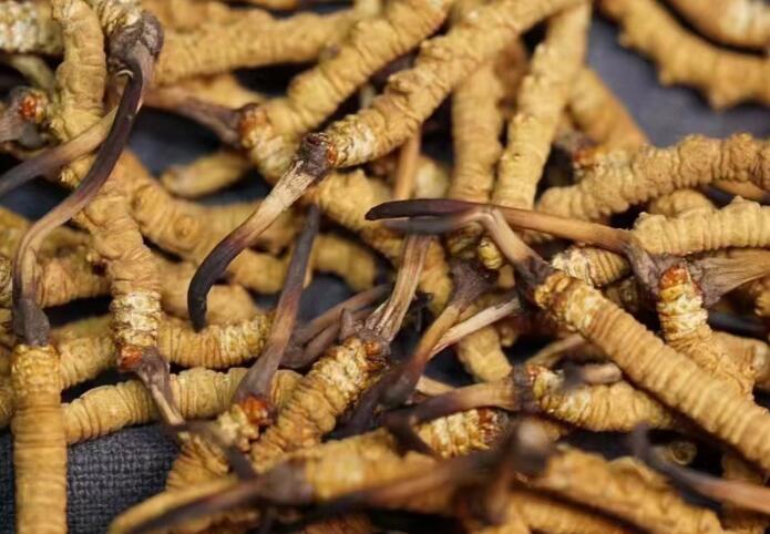 蟲草和冬蟲夏草區別，冬蟲夏草跟涼山蟲草的區別