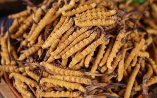 冬蟲夏草對脫發的功效