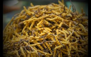 春天養生保健用冬蟲夏草的好處有什么