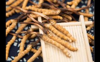 女性不老的秘訣冬蟲夏草養顏抗衰老