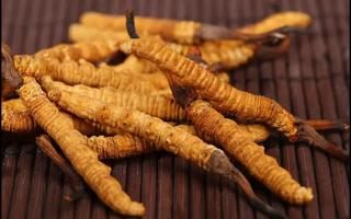 新鮮冬蟲夏草怎么保存？