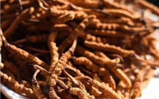 高海拔冬蟲夏草和低海拔有什么區(qū)別？