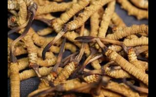 冬蟲夏草食用的七大禁忌！