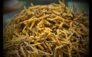 揭秘假冒冬蟲夏草與鑒別方法！