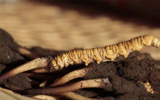 傳統的冬蟲夏草吃法有哪些？