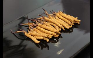 青海冬蟲夏草純粉片和冬蟲夏草粉有何不同？