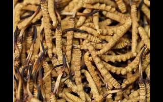 冬蟲夏草的用量和用法你吃對(duì)了嗎？