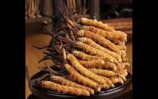 新鮮冬蟲夏草燉雞湯的制法詳解！