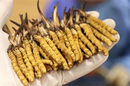 冬蟲夏草可調節神經 冬蟲夏草對神經有什么作用？