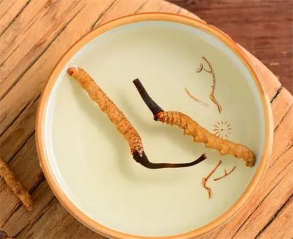 老人怎樣服用冬蟲夏草？