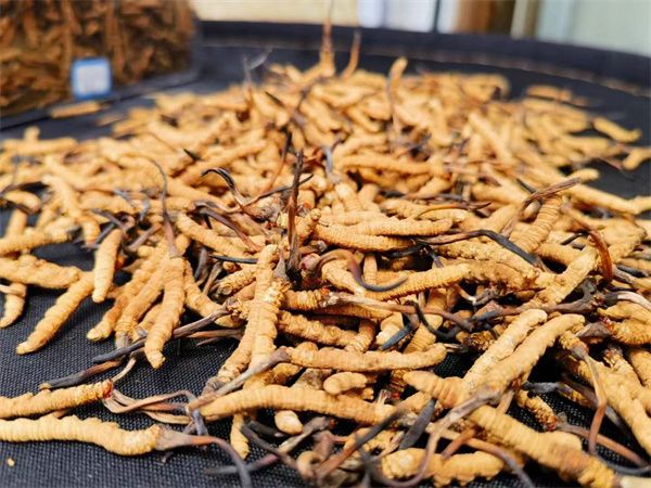 感冒能吃冬蟲夏草嗎?冬蟲夏草有滋補養生的作用