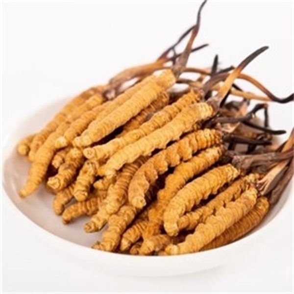 如何燉冬蟲夏草 6步燉充分發揮冬蟲夏草的藥用價值