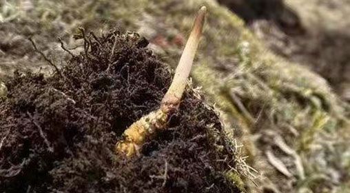  <a href=http://www.pinpinyl.com.cn/xinxian/ target=_blank class=infotextkey>鮮冬蟲夏草</a>的多樣食用方法