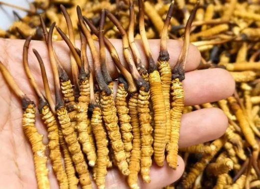 <a href=http://www.pinpinyl.com.cn/sdph/zcw/ target=_blank class=infotextkey>珍草王冬蟲夏草</a>是真的嗎?