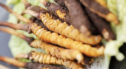 <a href=http://www.pinpinyl.com.cn/xinxian/ target=_blank class=infotextkey>鮮冬蟲夏草</a>功效與食用方法詳解