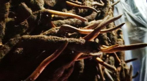 <a href=http://www.pinpinyl.com.cn/xinxian/ target=_blank class=infotextkey>新<a href=http://www.pinpinyl.com.cn/xinxian/ target=_blank class=infotextkey>鮮冬蟲夏草</a></a>的多種食用方法