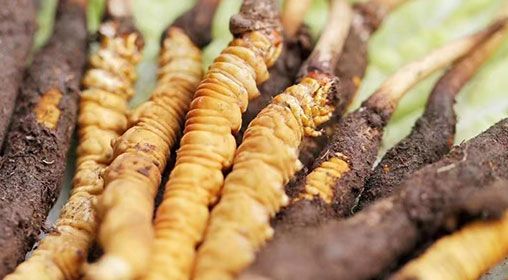 <a href=http://www.pinpinyl.com.cn/xinxian/ target=_blank class=infotextkey>新<a href=http://www.pinpinyl.com.cn/xinxian/ target=_blank class=infotextkey>鮮冬蟲夏草</a></a>怎么洗 