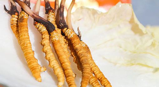 <a href=http://www.pinpinyl.com.cn/xinxian/ target=_blank class=infotextkey>新<a href=http://www.pinpinyl.com.cn/xinxian/ target=_blank class=infotextkey>鮮冬蟲夏草</a></a>燉燕窩