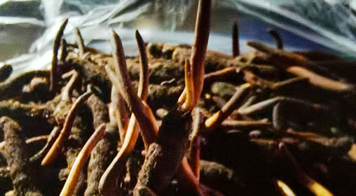 新鮮冬蟲夏草營養有哪些呢