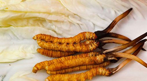 那曲雪域<a href=http://www.pinpinyl.com.cn/xinxian/ target=_blank class=infotextkey>新<a href=http://www.pinpinyl.com.cn/xinxian/ target=_blank class=infotextkey>鮮冬蟲夏草</a></a>