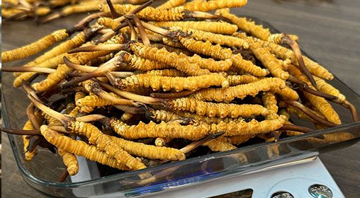 新鮮冬蟲夏草的營養成分 