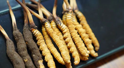 魚翅與<a href=http://www.pinpinyl.com.cn/xinxian/ target=_blank class=infotextkey>新<a href=http://www.pinpinyl.com.cn/xinxian/ target=_blank class=infotextkey>鮮冬蟲夏草</a></a>