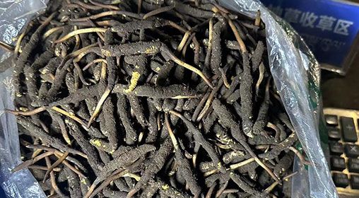 <a href=http://www.pinpinyl.com.cn/xinxian/ target=_blank class=infotextkey>新<a href=http://www.pinpinyl.com.cn/xinxian/ target=_blank class=infotextkey>鮮冬蟲夏草</a></a>出售