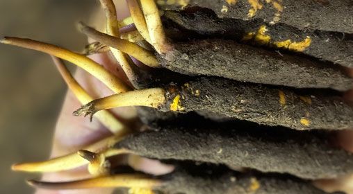 <a href=http://www.pinpinyl.com.cn/xinxian/ target=_blank class=infotextkey>新<a href=http://www.pinpinyl.com.cn/xinxian/ target=_blank class=infotextkey>鮮冬蟲夏草</a></a>晾曬