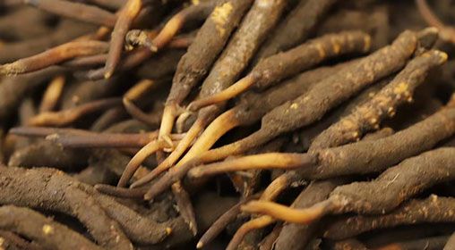 <a href=http://www.pinpinyl.com.cn/xinxian/ target=_blank class=infotextkey>新<a href=http://www.pinpinyl.com.cn/xinxian/ target=_blank class=infotextkey>鮮冬蟲夏草</a></a>品質