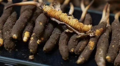 <a href=http://www.pinpinyl.com.cn/xinxian/ target=_blank class=infotextkey>新<a href=http://www.pinpinyl.com.cn/xinxian/ target=_blank class=infotextkey>鮮冬蟲夏草</a></a>發(fā)貨