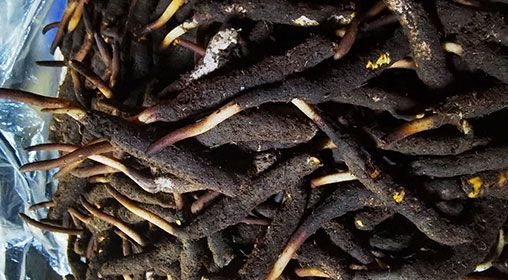 <a href=http://www.pinpinyl.com.cn/xinxian/ target=_blank class=infotextkey>新<a href=http://www.pinpinyl.com.cn/xinxian/ target=_blank class=infotextkey>鮮冬蟲夏草</a></a>產地