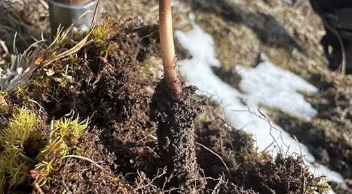 蟲草的營(yíng)養(yǎng)價(jià)值:科學(xué)解讀"軟黃金"的神奇功效