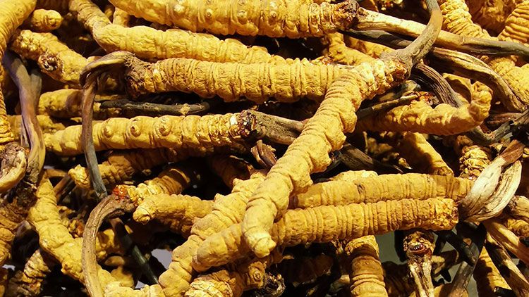 冬蟲夏草是什么味道?揭秘“軟黃金”的獨特風味