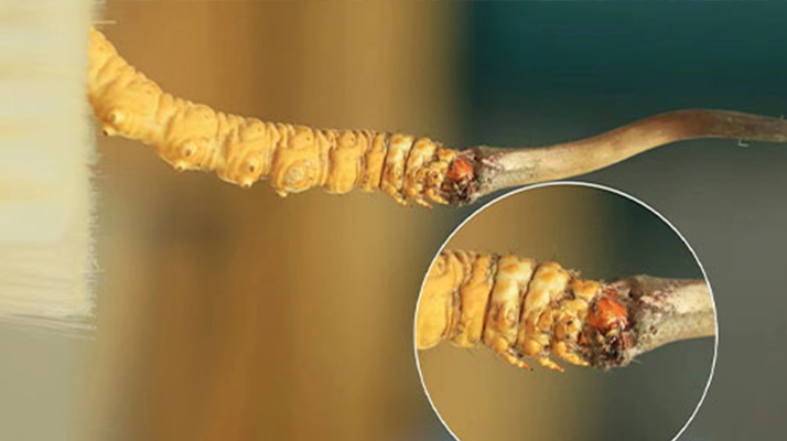 哪里能買到新鮮的冬蟲夏草?這幾個渠道要知道