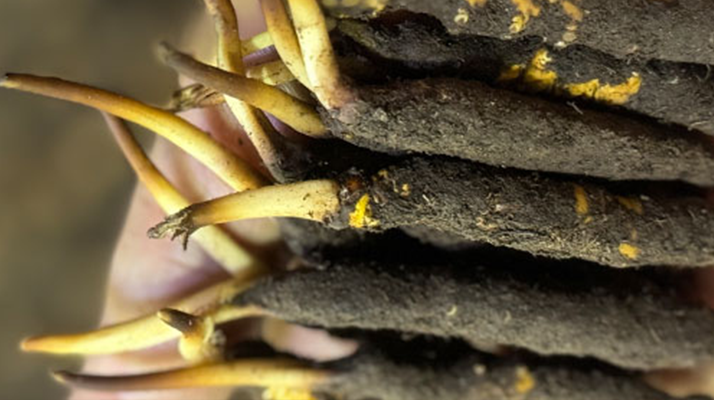 10 支裝<a href=http://www.pinpinyl.com.cn/xinxian/ target=_blank class=infotextkey>鮮冬蟲夏草價格</a>分析