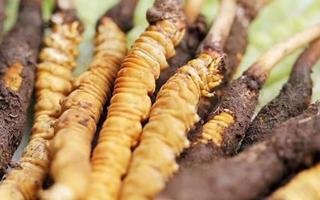 冬蟲夏草：曬干食用還是鮮食更優(yōu)？