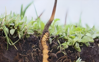 探秘西藏新鮮蟲草：雪域高原的養生瑰寶