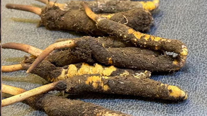 新鮮<a href=http://www.pinpinyl.com.cn/jiage/ target=_blank class=infotextkey>冬蟲夏草價格</a>