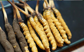 好冬蟲(chóng)夏草多少錢一斤？?jī)r(jià)格全解析