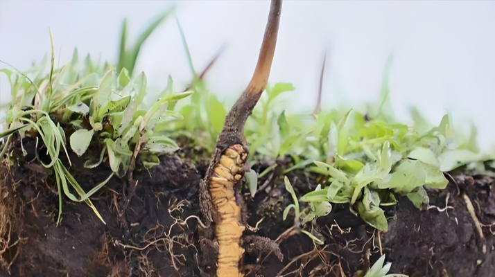 冬蟲夏草鮮草一天吃幾個？科學食用指南來了